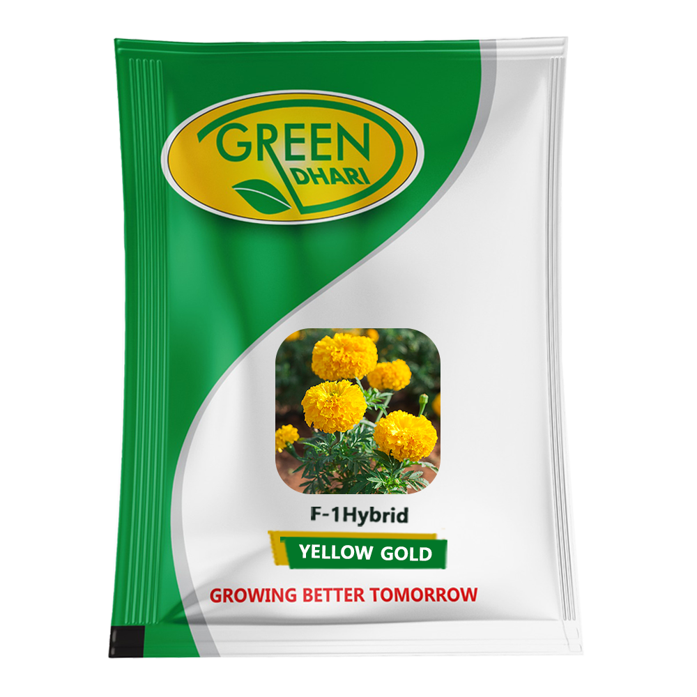 Yellow Gold – 1000 Seeds