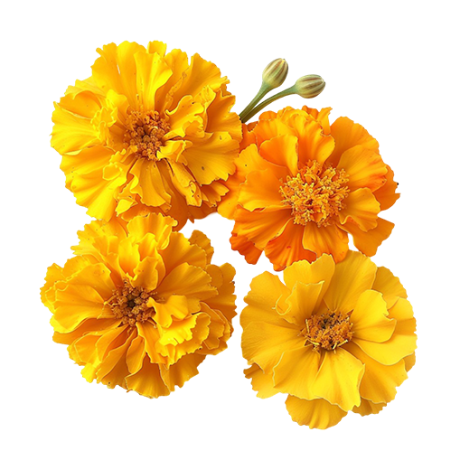 Marigold