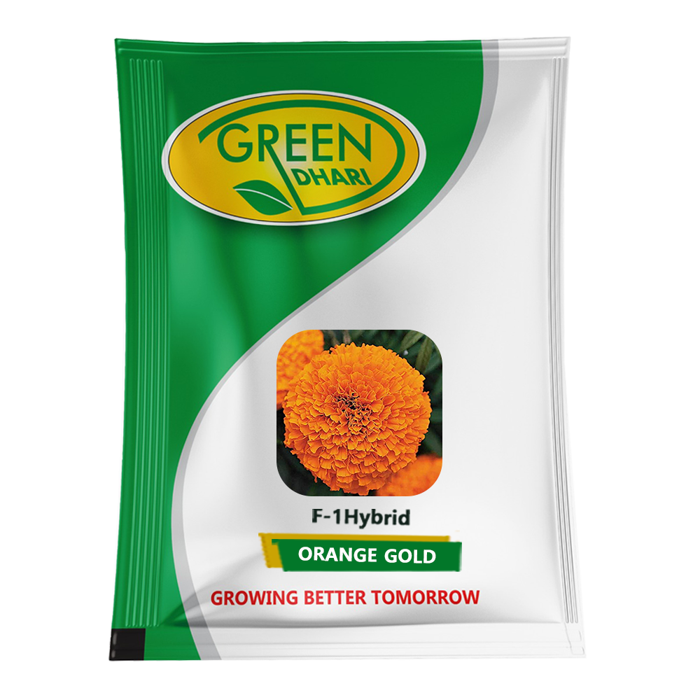 Orange Gold – 1000 Seeds