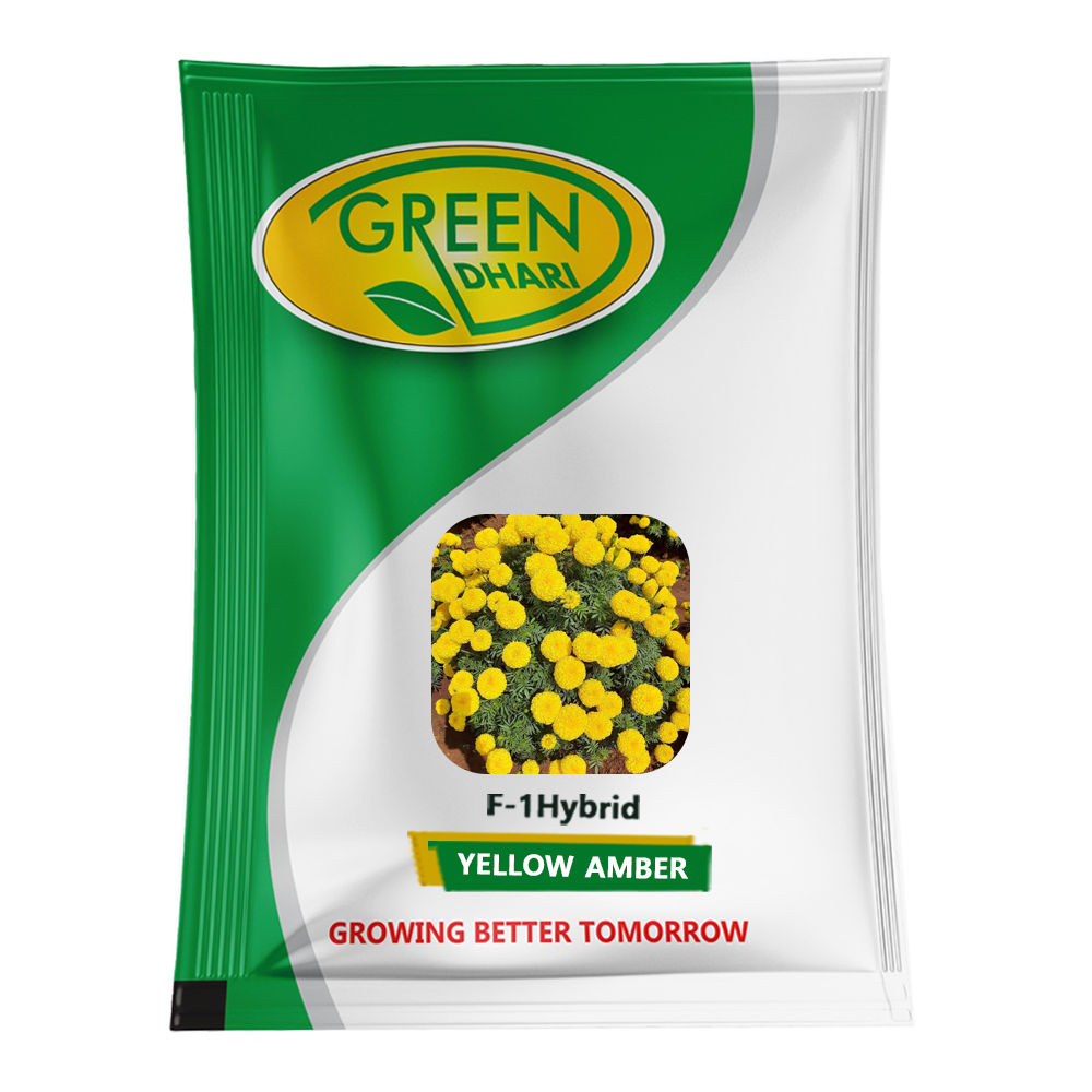 Yellow Amber – 1000 Seeds