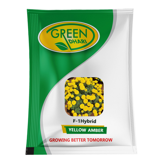 Yellow Amber – 1000 Seeds