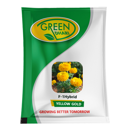 Yellow Gold – 1000 Seeds